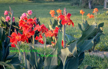 Load image into Gallery viewer, canna 'Richard Rehg'
