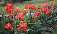 Load image into Gallery viewer, canna 'Richard Rehg'