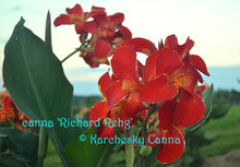 Load image into Gallery viewer, canna 'Richard Rehg'