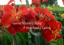 Load image into Gallery viewer, canna 'Richard Rehg'