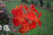 Load image into Gallery viewer, canna 'Richard Rehg'