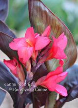 Load image into Gallery viewer, canna &#39;Rob Roy&#39;