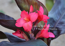 Load image into Gallery viewer, canna &#39;Rob Roy&#39;