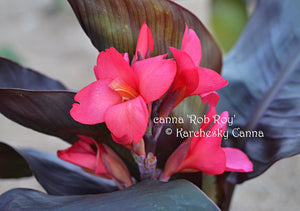 canna 'Rob Roy'