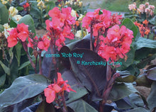 Load image into Gallery viewer, canna &#39;Rob Roy&#39;