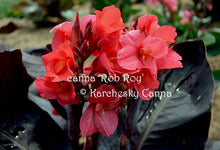 Load image into Gallery viewer, canna &#39;Rob Roy&#39;