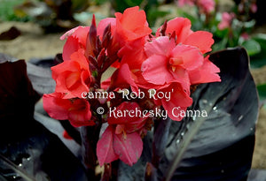 canna 'Rob Roy'