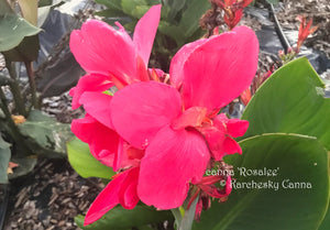 canna 'Rosalee'