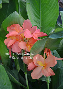 canna 'Rose Quartz'