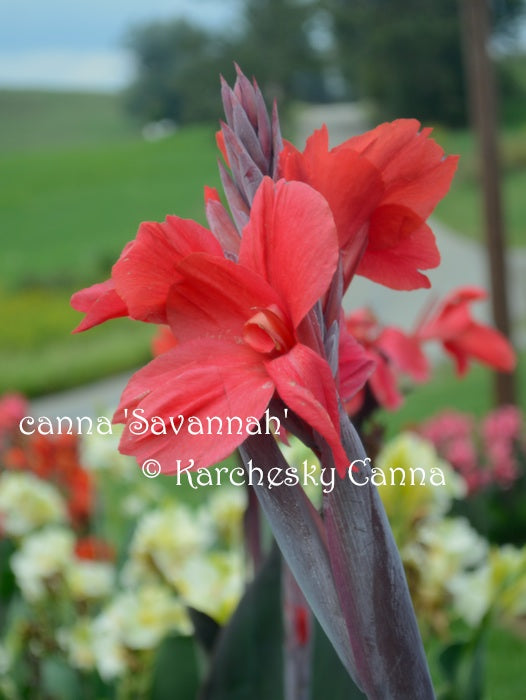 canna 'Savannah’