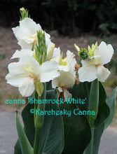 Load image into Gallery viewer, canna &#39;Shamrock White&#39;
