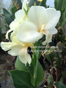 canna 'Shamrock White'