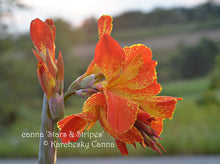 Load image into Gallery viewer, canna &#39;Stars and Stripes&#39;