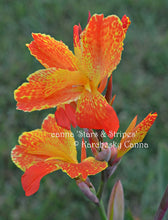 Load image into Gallery viewer, canna &#39;Stars and Stripes&#39;