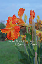 Load image into Gallery viewer, canna &#39;Stars and Stripes&#39;