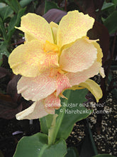 Load image into Gallery viewer, canna &#39;Sugar &amp; Spice&#39;