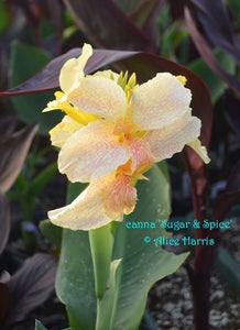 canna 'Sugar & Spice'