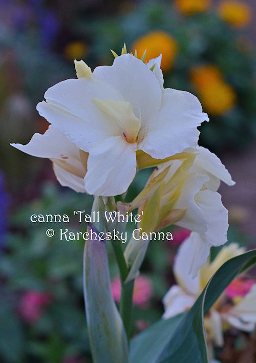 canna 'Tall White' – South Ridge Farm & Botanic Gardens