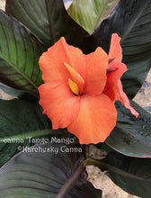 Load image into Gallery viewer, canna &#39;Tango Mango&#39;