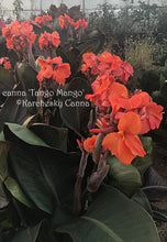 Load image into Gallery viewer, canna &#39;Tango Mango&#39;