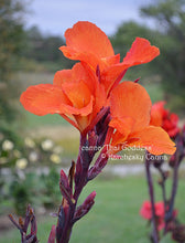Load image into Gallery viewer, canna &#39;Thai Goddess&#39;