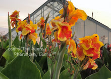 Load image into Gallery viewer, canna &#39;Thai Sunray&#39;