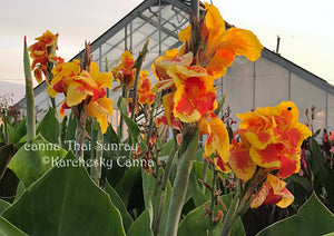 canna 'Thai Sunray'
