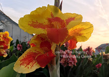 Load image into Gallery viewer, canna &#39;Thai Sunray&#39;