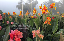 Load image into Gallery viewer, canna &#39;Thai Sunray&#39;