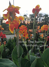 Load image into Gallery viewer, canna &#39;Thai Sunray&#39;