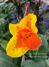 Load image into Gallery viewer, canna &#39;Thai Sunray&#39;