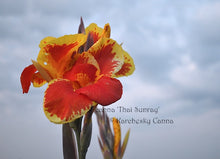Load image into Gallery viewer, canna &#39;Thai Sunray&#39;