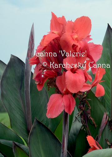 canna 'Valerie’