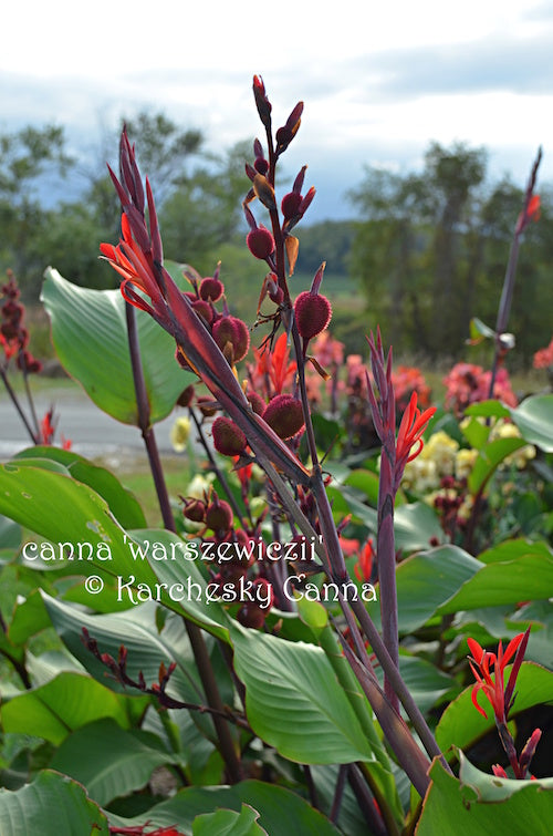 canna 'Warszewiczii’
