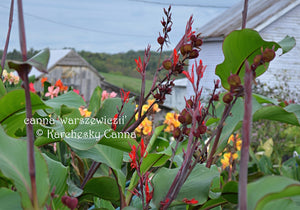 canna 'Warszewiczii’