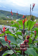 Load image into Gallery viewer, canna &#39;Warszewiczii’