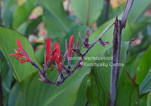 Load image into Gallery viewer, canna &#39;Warszewiczii’