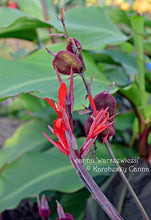 Load image into Gallery viewer, canna &#39;Warszewiczii’
