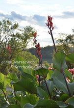 Load image into Gallery viewer, canna &#39;Warszewiczii’
