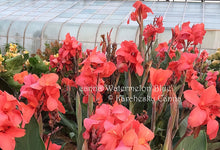 Load image into Gallery viewer, canna &#39;Watermelon Blue’