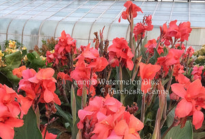 canna 'Watermelon Blue’