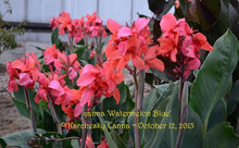 Load image into Gallery viewer, canna &#39;Watermelon Blue’