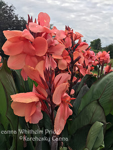 canna 'Whithelm Pride'