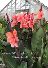 Load image into Gallery viewer, canna &#39;Whithelm Pride&#39;
