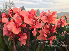 Load image into Gallery viewer, canna &#39;Whithelm Pride&#39;