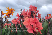 Load image into Gallery viewer, canna &#39;Whithelm Pride&#39;