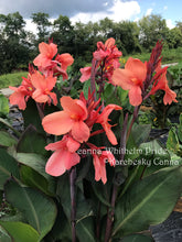 Load image into Gallery viewer, canna &#39;Whithelm Pride&#39;