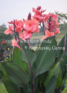 canna 'Whithelm Pride'