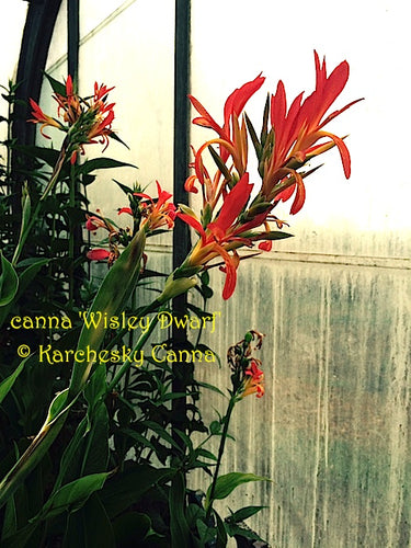 canna 'Wisley Dwarf’