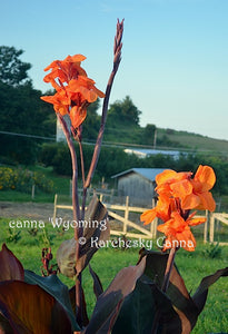 canna 'Wyoming'